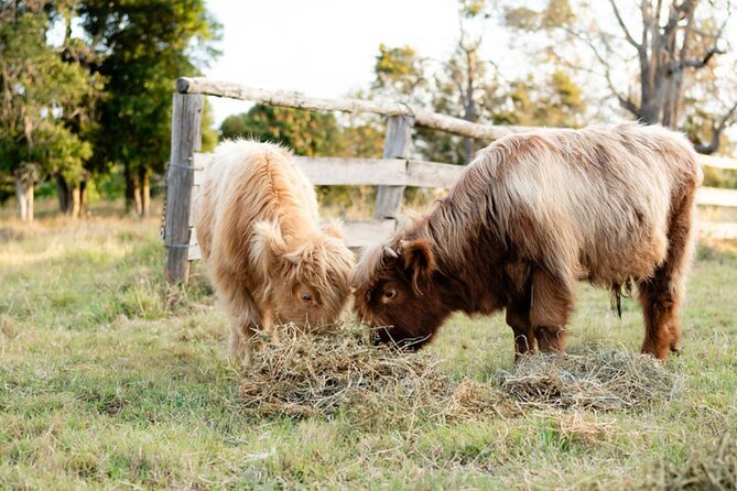 Morning Farm Experience near Gympie & Noosa - Morning tea with tea or coffee