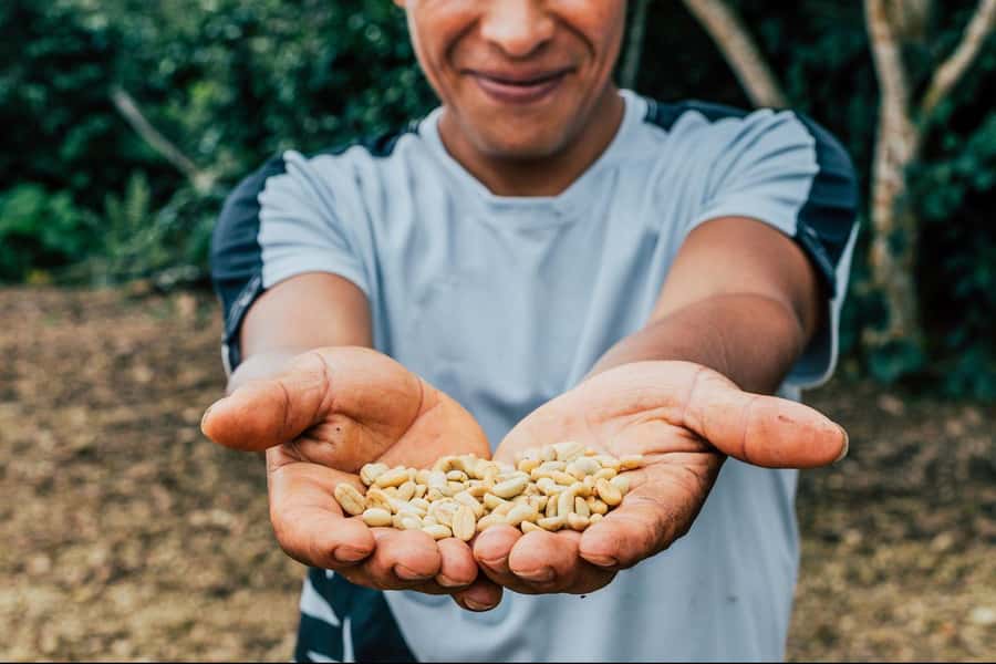 Most complete COFFEE TOUR at local family farm - Key things to know before booking