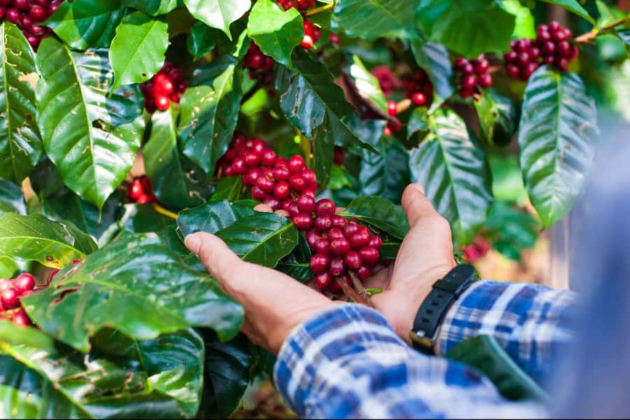 Most complete COFFEE TOUR at local family farm - Leaving Guatape for Antioquia’s coffee country
