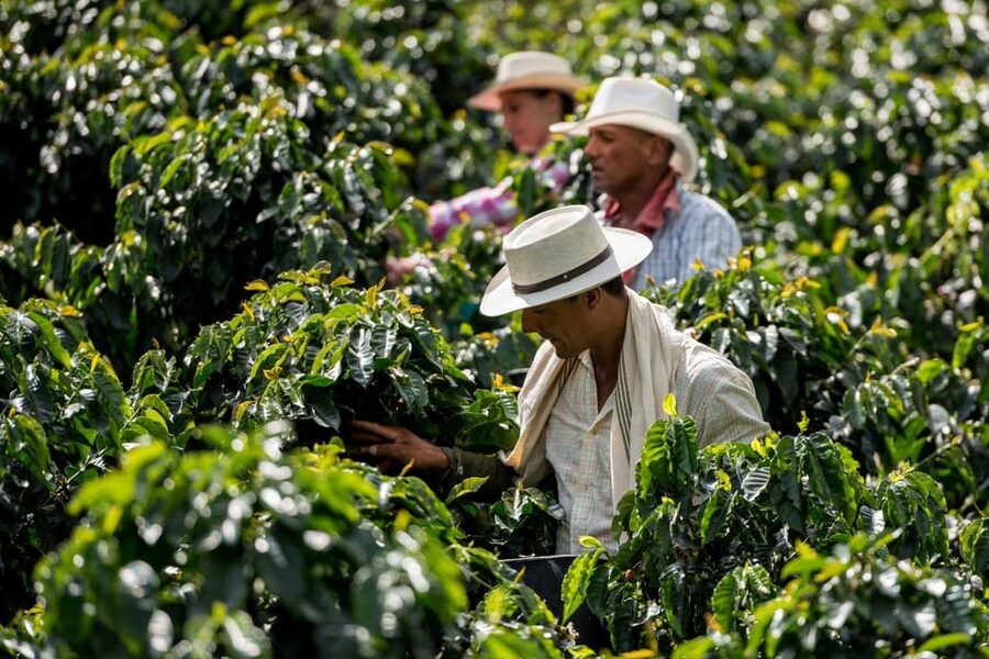 Most complete COFFEE TOUR at local family farm - Food, lunch, and what you should budget for