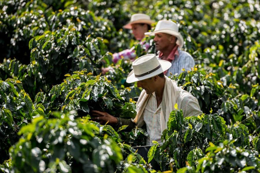 Most complete COFFEE TOUR at local family farm - How the $75 price works in practical terms