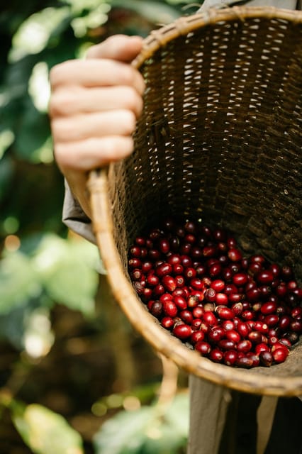 Most complete COFFEE TOUR at local family farm - Why the private format is worth noticing