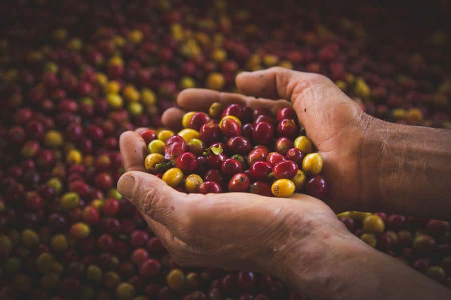 Most complete COFFEE TOUR at local family farm - Seeing how coffee grows before it reaches your cup