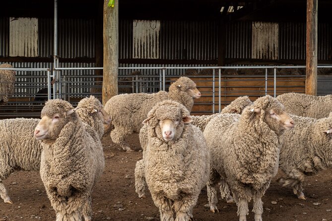 Mt. Hay Farm Experience Genuine Country Farming(Carbon Positive) - A short farm visit with a clear purpose