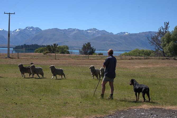 Mt. Hay Farm Experience Genuine Country Farming(Carbon Positive) - Is the price fair for what you receive?