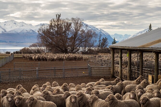 Mt. Hay Farm Experience Genuine Country Farming(Carbon Positive) - The sheepdog display is the liveliest part