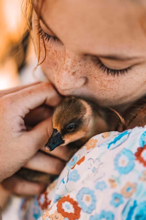 Mutchilba: Farm Animal Feeding - Key points at a glance