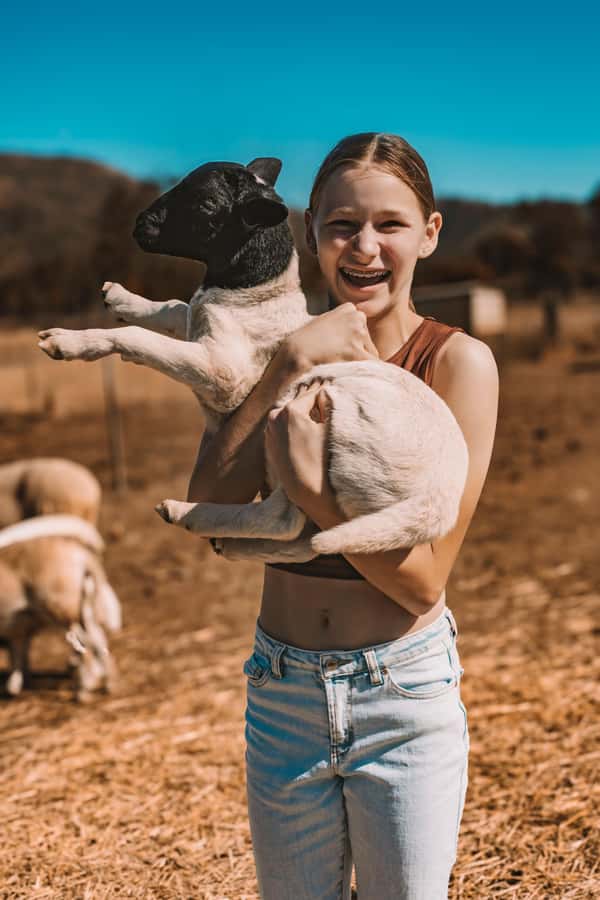 Mutchilba: Farm Animal Feeding - Meeting the calves, sheep, pigs, and buffalo