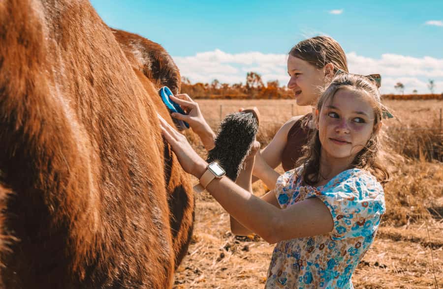 Mutchilba: Farm Animal Feeding - Smaller creatures and the chick-cuddle area
