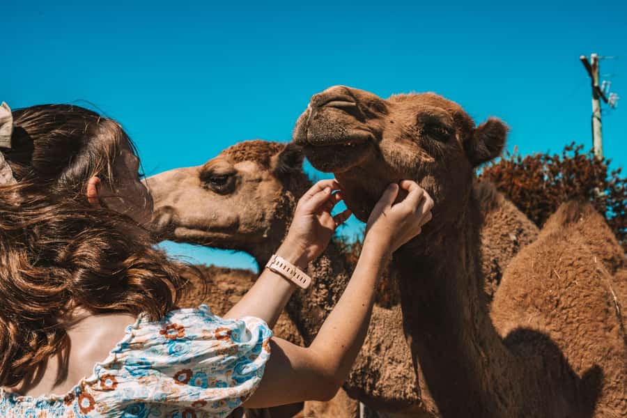 Mutchilba: Farm Animal Feeding - Starting with the large animals