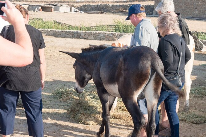 Mykonian Farm Entrance Ticket - Guided visits, dinner, and wine