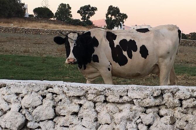 Mykonian Farm Experience - Cooking two traditional dishes, including stuffed dumplings