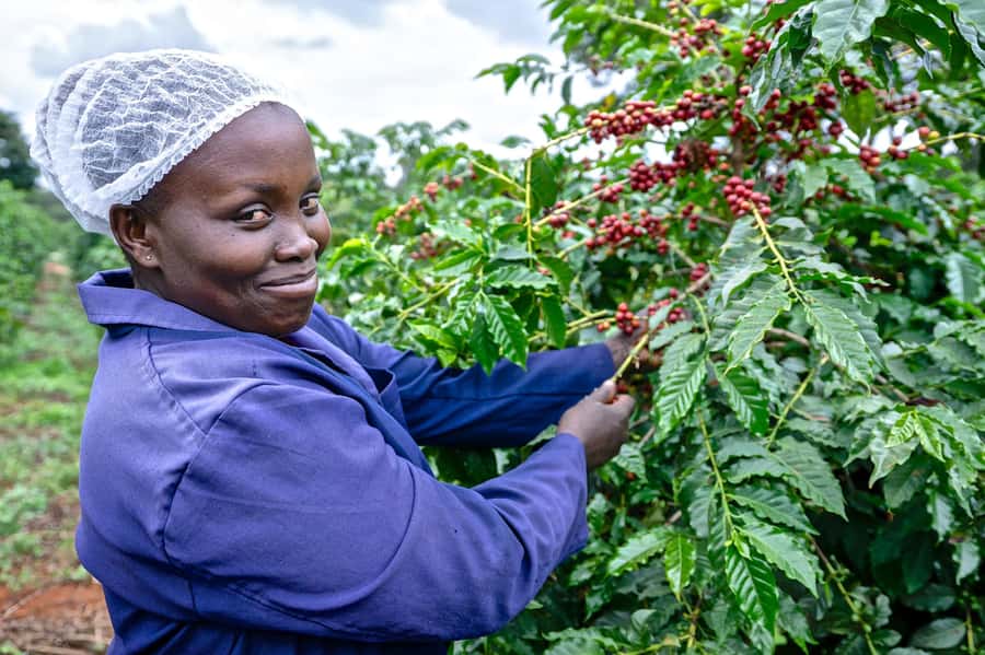 Nairobi: Coffee Factory and Farm Tour with Transfer - From Nairobi streets to Fairview’s coffee fields