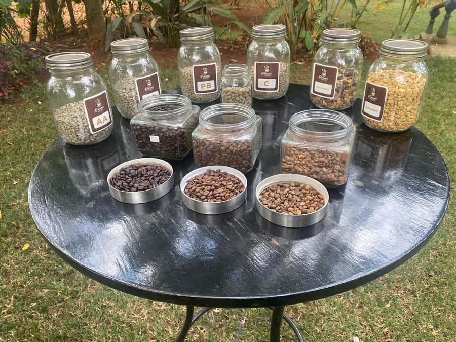 Nairobi: Coffee Factory and Farm Tour with Transfer - Coffee flowers, cherries, and the first hard work