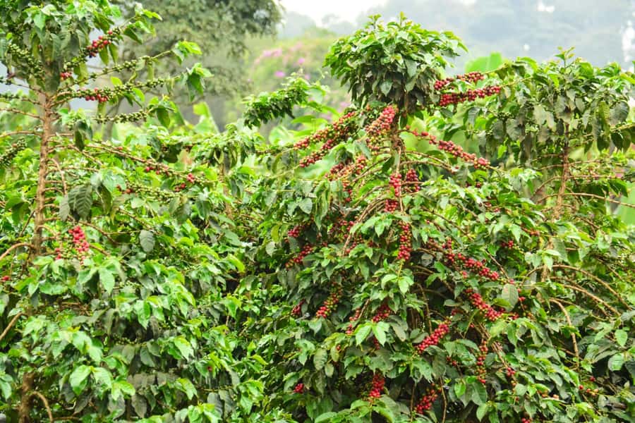 Nairobi: Coffee Factory and Farm Tour with Transfer - Who will enjoy this coffee tour?