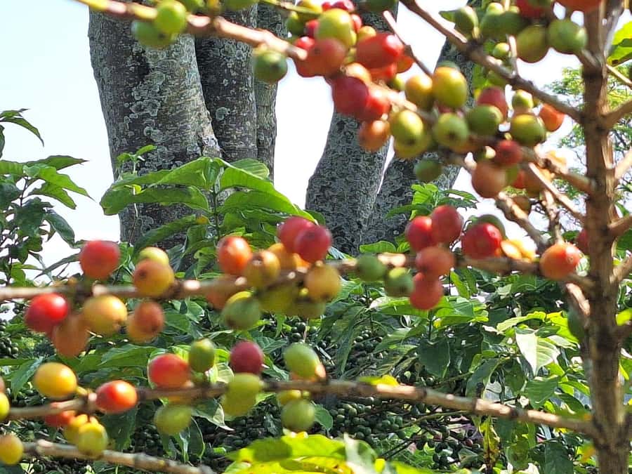 Nairobi: Coffee farm tour with pick up - Why Fairview Estate makes a good Nairobi morning