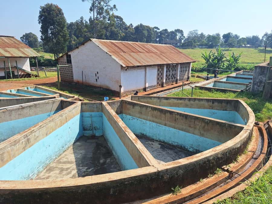 Nairobi: Coffee farm tour with pick up - Tasting Kenyan coffee by its flavor notes