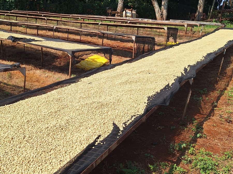 Nairobi: Coffee farm tour with pick up - Who will enjoy this coffee tour most?