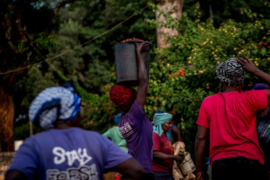 Nairobi: Guided Coffee Farm Tour with Tastings - Key points to know before you book