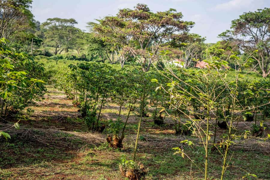 Nairobi: Guided Coffee Farm Tour with Tastings - From Nairobi streets to coffee country