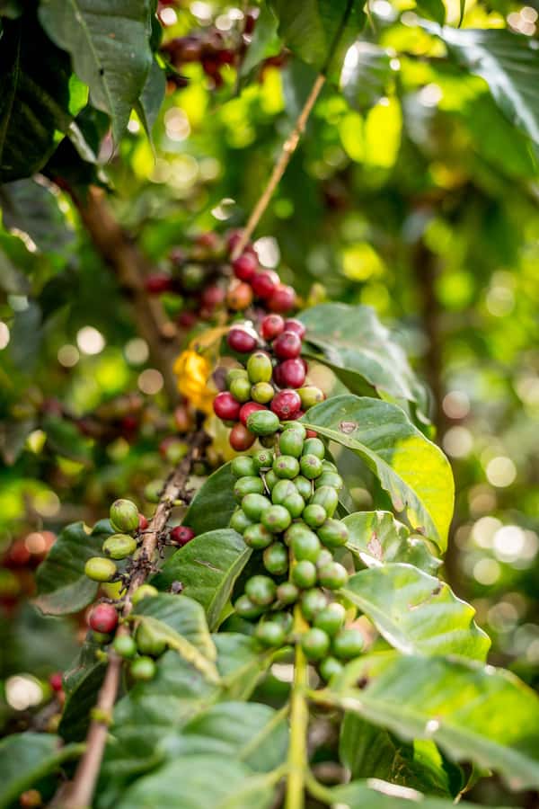 Nairobi: Guided Coffee Farm Tour with Tastings - Following a cherry through processing