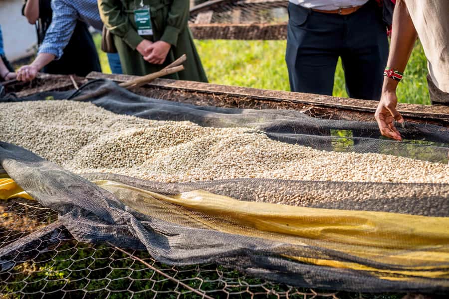 Nairobi: Guided Coffee Farm Tour with Tastings - The final cup and complimentary snack