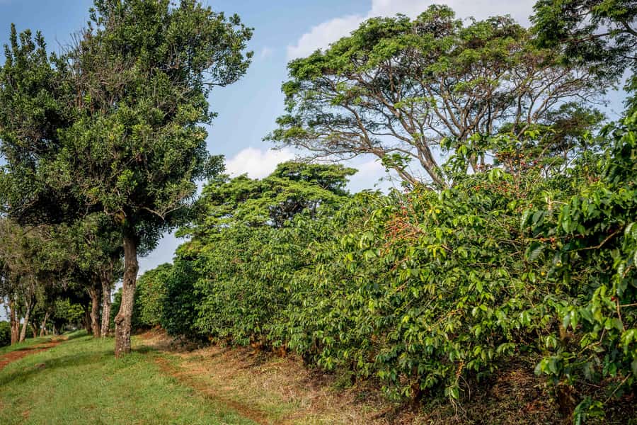 Nairobi: Guided Coffee Farm Tour with Tastings - Why the guide can shape the whole day