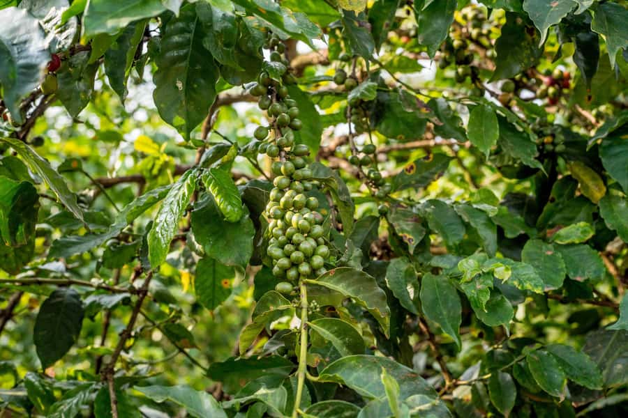 Nairobi: Guided Coffee Farm Tour with Tastings - Practical tips for a smoother visit