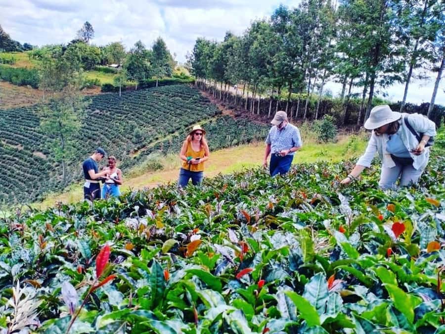 Nairobi: Purple Tea Farm Gatura Greens Day Trip - Key points at a glance