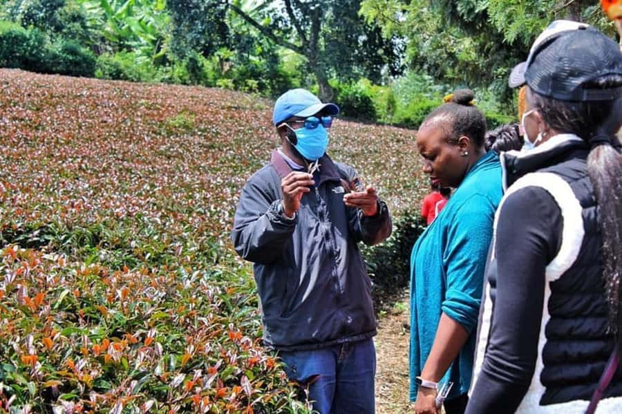 Nairobi: Purple Tea Farm Gatura Greens Day Trip - Making your own tea by hand