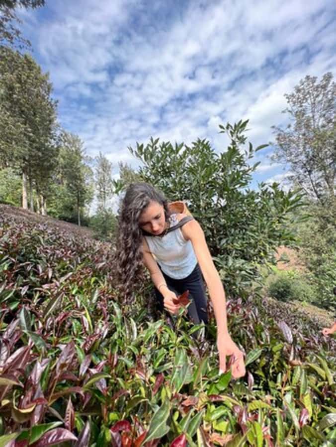 Nairobi: Purple Tea Farm Gatura Greens Day Trip - Gatura Greens and the story of purple tea