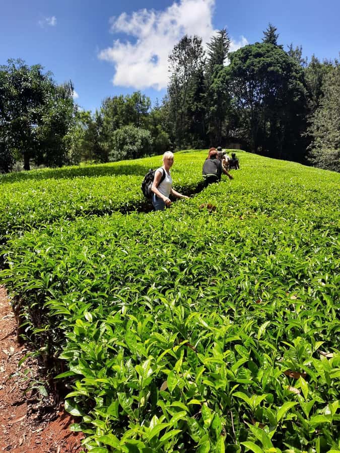 Nairobi: Tea Farm Day Trip with Lunch at kiambethu - Why Kiambethu makes a good break from Nairobi