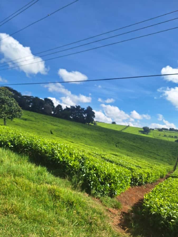 Nairobi: Tea Farm Day Trip with Lunch at kiambethu - Walking through the tea fields