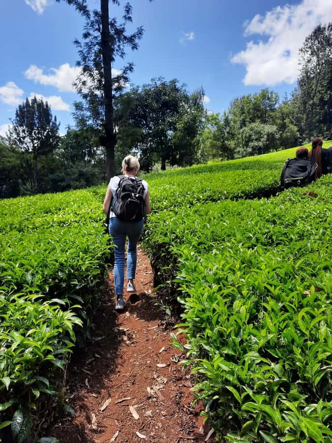 Nairobi: Tea Farm Day Trip with Lunch at kiambethu - The forest walk and waterfall