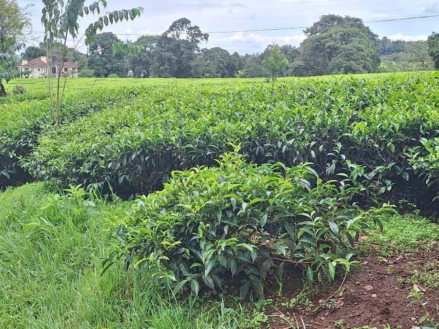 Nairobi: Tea Farm Day Trip with Lunch at kiambethu - A three-course lunch in the gardens