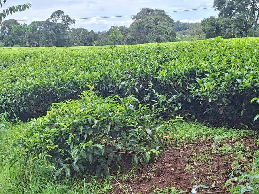 Nairobi: Tea Farm Day Trip with Lunch at kiambethu - The morning welcome and farm story