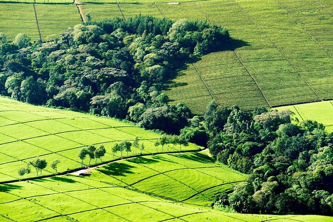 Nairobi to Kiambethu Tea Farm Tour - Leaving Nairobi for Kiambethu Tea Farm