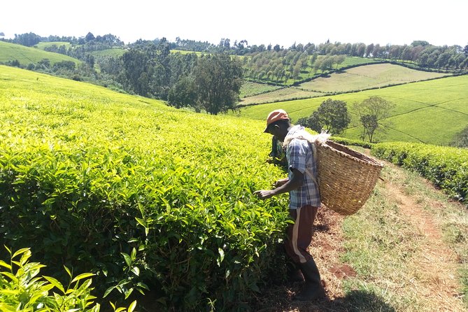 Nairobi to Kiambethu Tea Farm Tour - Walking the indigenous forest with a Kenyan guide