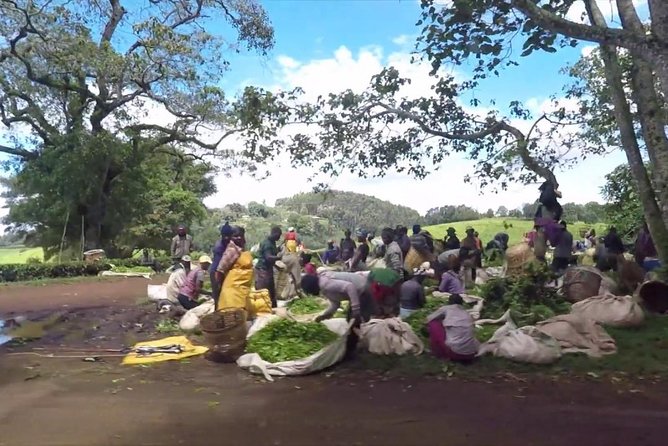 Nairobi to Kiambethu Tea Farm Tour - The three-course farm lunch