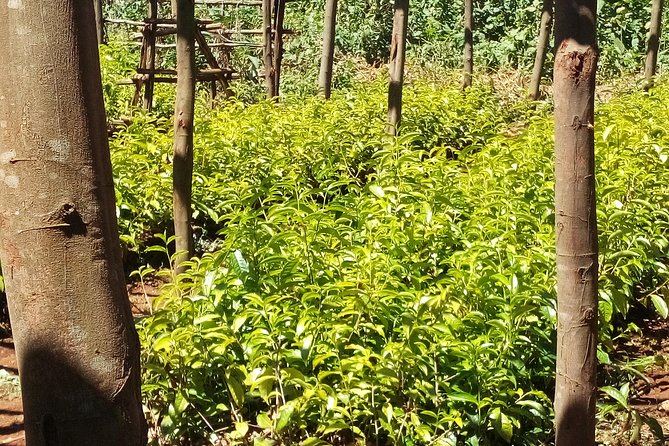 Nairobi to Kiambethu Tea Farm Tour - How much the $108 price delivers