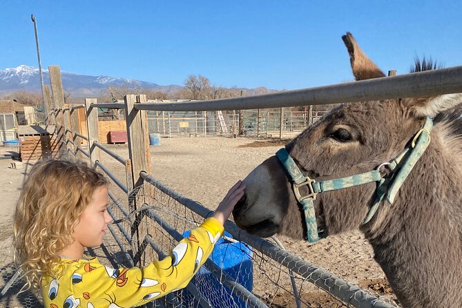 Nature Health Farms Alpaca Farm Petting Zoo Pahrump Death Valley - Meeting Alpacas in Open Farm Grounds