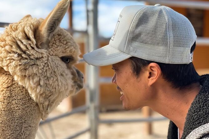 Nature Health Farms Alpaca Farm Petting Zoo Pahrump Death Valley - What Happened to the Hemp Farm?