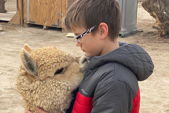 Nature Health Farms Alpaca Farm Petting Zoo Pahrump Death Valley - Photos Without Bars in the Frame