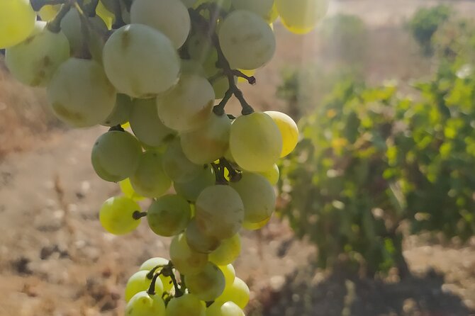 Naxos Farm Experience and cheese making - Key things to know before you book