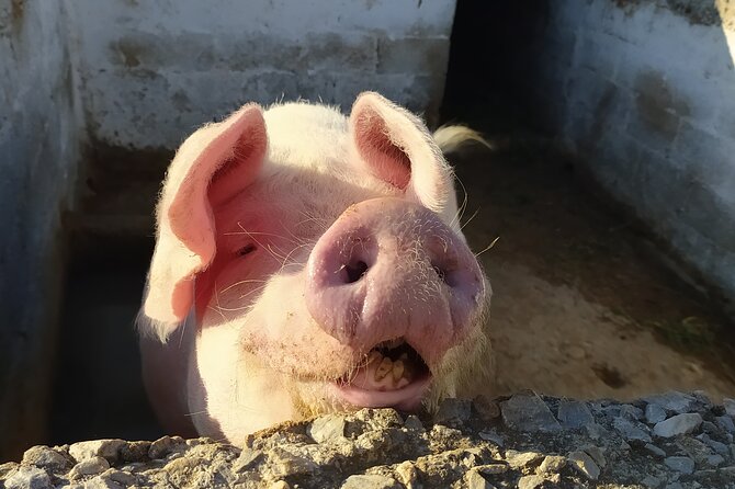 Naxos Farm Experience and cheese making - Why this farm visit adds something different to Naxos