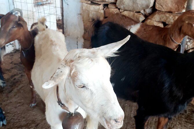 Naxos Farm Experience and cheese making - Tasting kefalotiri and other Naxos cheeses