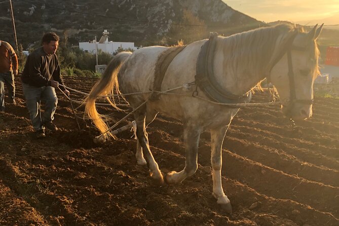 Naxos Perivoli Farm Experience & Wood-fire Cooking Class - What makes this Naxos farm experience worth considering