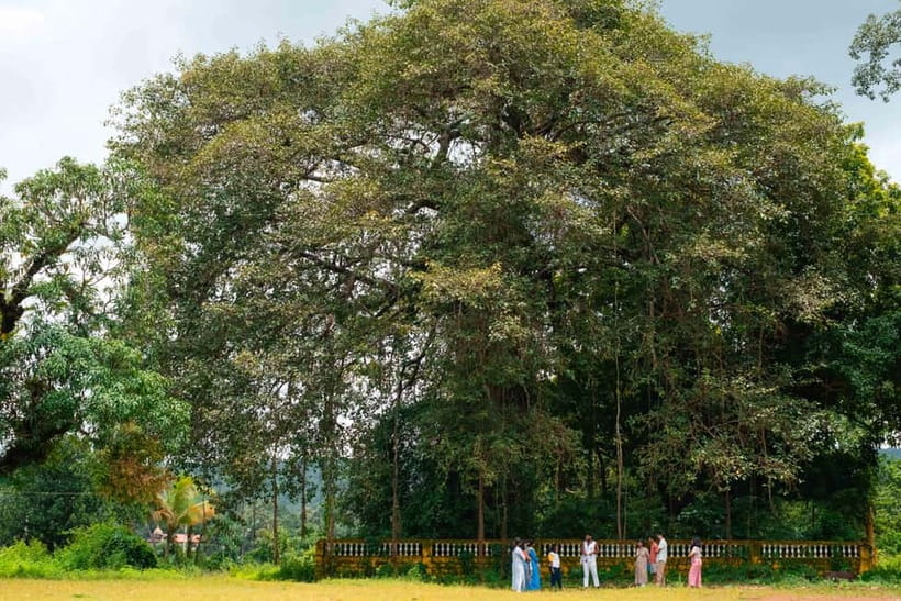 North Goa: Mulgao Village and Coconut Farming Experience - What the three-hour schedule feels like
