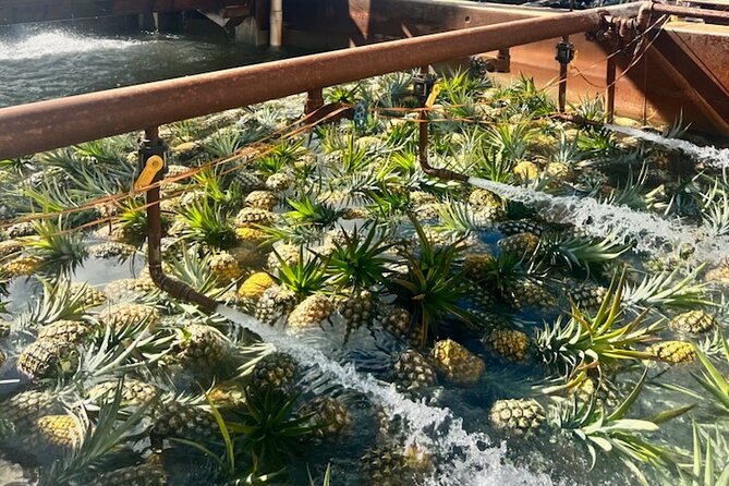 North Shore Dole Pineapple Farm Tour - Starting with coffee at Green World
