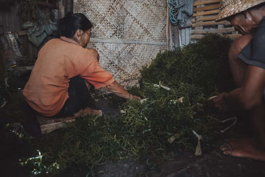 Nusa Penida: Ecotourism, Seaweed Farming & East Tour - Why this East Nusa Penida tour feels different